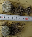 Нажмите на изображение для увеличения.

Название:	Astrophytum_asterias_kikko_snow???_250p
Просмотров:	346
Размер:	221.9 Кб
ID:	353239