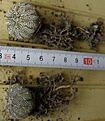 Нажмите на изображение для увеличения.

Название:	Astrophytum_asterias_kikko_snow???_250p
Просмотров:	324
Размер:	221.9 Кб
ID:	353239