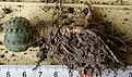 Нажмите на изображение для увеличения.

Название:	Echinocereus_pulchellus_aguirrei_Tolontongo_200p
Просмотров:	350
Размер:	209.2 Кб
ID:	353241