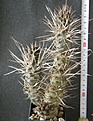 Нажмите на изображение для увеличения.

Название:	Thephrocactus_articulatus_papyracanthus_VG387_1000p
Просмотров:	345
Размер:	193.0 Кб
ID:	353244
