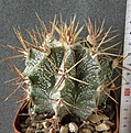 Нажмите на изображение для увеличения.

Название:	Astrophytum_ornatum_800p
Просмотров:	341
Размер:	249.8 Кб
ID:	353245