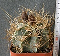 Нажмите на изображение для увеличения.

Название:	Astrophytum_senile_aureum_1000p
Просмотров:	348
Размер:	224.4 Кб
ID:	353246