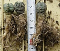 Нажмите на изображение для увеличения.

Название:	Echinocereus_pulchellus_aguirrei_Tolontongo_150p
Просмотров:	350
Размер:	196.9 Кб
ID:	353247