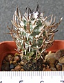Нажмите на изображение для увеличения.

Название:	Turbinicarpus_flaviflorus_200p
Просмотров:	345
Размер:	218.7 Кб
ID:	353250