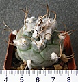 Нажмите на изображение для увеличения.

Название:	Turbinicarpus_polaskii_Refugio_350p
Просмотров:	354
Размер:	250.0 Кб
ID:	353251