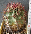 Нажмите на изображение для увеличения.

Название:	Ferocactus_crassihamatus_800p
Просмотров:	345
Размер:	205.4 Кб
ID:	353254