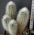 Нажмите на изображение для увеличения.

Название:	Echinocereus_nivosus_1000p
Просмотров:	343
Размер:	226.8 Кб
ID:	353255