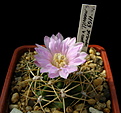 Нажмите на изображение для увеличения.

Название:	Gymnocalycium monvillei ssp. gertrudae  v. Confusa VG-1169.jpg
Просмотров:	387
Размер:	111.6 Кб
ID:	353266
