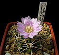 Нажмите на изображение для увеличения.

Название:	Gymnocalycium monvillei ssp. gertrudae  v. Confusa VG-1169.jpg
Просмотров:	356
Размер:	111.6 Кб
ID:	353266