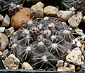Нажмите на изображение для увеличения.

Название:	Gymnocalycium_nataliae_GN94.jpg
Просмотров:	392
Размер:	204.0 Кб
ID:	353285