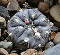 Нажмите на изображение для увеличения.

Название:	Gymnocalycium_nataliae_LB1408.jpg
Просмотров:	358
Размер:	215.9 Кб
ID:	353286