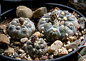 Нажмите на изображение для увеличения.

Название:	Gymnocalycium_nataliae_VG1063_San_Isidro.jpg
Просмотров:	393
Размер:	191.8 Кб
ID:	353287