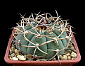 Нажмите на изображение для увеличения.

Название:	Gymnocalycium cardenasianum1.jpg
Просмотров:	341
Размер:	152.7 Кб
ID:	353313