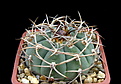 Нажмите на изображение для увеличения.

Название:	Gymnocalycium cardenasianum11.jpg
Просмотров:	314
Размер:	170.1 Кб
ID:	353314