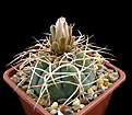 Нажмите на изображение для увеличения.

Название:	Gymnocalycium cardenasianum2.jpg
Просмотров:	350
Размер:	135.2 Кб
ID:	353315
