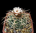 Нажмите на изображение для увеличения.

Название:	Gymnocalycium cardenasianum22.jpg
Просмотров:	370
Размер:	131.8 Кб
ID:	353316