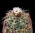 Нажмите на изображение для увеличения.

Название:	Gymnocalycium cardenasianum22.jpg
Просмотров:	337
Размер:	131.8 Кб
ID:	353316