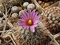 Нажмите на изображение для увеличения.

Название:	Gymnocactus beguinii v.senilis.JPG
Просмотров:	149
Размер:	236.3 Кб
ID:	353386