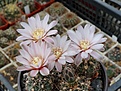 Нажмите на изображение для увеличения.

Название:	Gymnocalycium amerhauseri.JPG
Просмотров:	151
Размер:	234.0 Кб
ID:	353387