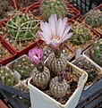 Нажмите на изображение для увеличения.

Название:	Gymnocalycium bruchii v.pawlovskyi GN 751.JPG
Просмотров:	150
Размер:	225.2 Кб
ID:	353388