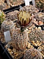 Нажмите на изображение для увеличения.

Название:	Gymnocalycium gertii VS 160.JPG
Просмотров:	160
Размер:	238.7 Кб
ID:	353389