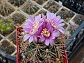 Нажмите на изображение для увеличения.

Название:	Gymnocalycium neuhuberi.JPG
Просмотров:	164
Размер:	229.7 Кб
ID:	353390