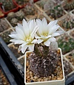 Нажмите на изображение для увеличения.

Название:	Gymnocalycium taningaense P212.JPG
Просмотров:	150
Размер:	205.8 Кб
ID:	353391