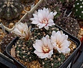 Нажмите на изображение для увеличения.

Название:	Gymnocalycium walteri GN 376-1260.JPG
Просмотров:	144
Размер:	229.4 Кб
ID:	353392