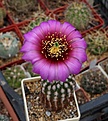 Нажмите на изображение для увеличения.

Название:	Echinocereus reichenbachii  HK1228.JPG
Просмотров:	148
Размер:	245.1 Кб
ID:	353393