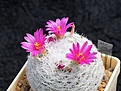 Нажмите на изображение для увеличения.

Название:	Mammillaria humboldtii.JPG
Просмотров:	145
Размер:	229.7 Кб
ID:	353395