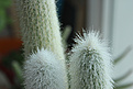 Нажмите на изображение для увеличения.

Название:	Cleistocactus strausii.jpg
Просмотров:	141
Размер:	201.4 Кб
ID:	353417
