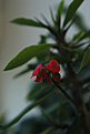 Нажмите на изображение для увеличения.

Название:	Euphorbia millii.jpg
Просмотров:	131
Размер:	163.6 Кб
ID:	353418