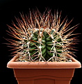Нажмите на изображение для увеличения.

Название:	Gymnocalycium pungens.jpg
Просмотров:	137
Размер:	152.4 Кб
ID:	353430