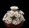 Нажмите на изображение для увеличения.

Название:	Mammillaria lenta.jpg
Просмотров:	137
Размер:	100.8 Кб
ID:	353431