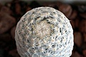 Нажмите на изображение для увеличения.

Название:	Mammillaria herrerae  v. albiflora_8y_5.15.JPG
Просмотров:	448
Размер:	85.0 Кб
ID:	353499