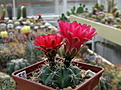 Нажмите на изображение для увеличения.

Название:	GYMNOCALYCIUM baldianum VG-565, Las Piedras Blancas, Catam, 1754m.jpg
Просмотров:	130
Размер:	169.0 Кб
ID:	353509