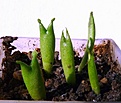 Нажмите на изображение для увеличения.

Название:	Hoodia parviflora_5.10-6.10.JPG
Просмотров:	231
Размер:	225.3 Кб
ID:	353525