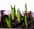 Нажмите на изображение для увеличения.

Название:	Hoodia parviflora_5.10-6.10.JPG
Просмотров:	261
Размер:	225.3 Кб
ID:	353525