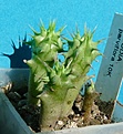 Нажмите на изображение для увеличения.

Название:	Hoodia parviflora 5.10-9.10.JPG
Просмотров:	220
Размер:	238.1 Кб
ID:	353526