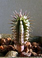 Нажмите на изображение для увеличения.

Название:	Hoodia parviflora_1.5y_9.11.JPG
Просмотров:	283
Размер:	88.9 Кб
ID:	353527
