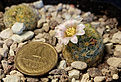 Нажмите на изображение для увеличения.

Название:	Mammillaria schiedeana ssp. giselae ML677.jpg
Просмотров:	172
Размер:	203.8 Кб
ID:	353542
