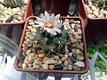 Нажмите на изображение для увеличения.

Название:	Gymnocactus gielsdorfianus.jpg
Просмотров:	171
Размер:	171.4 Кб
ID:	353543