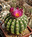 Нажмите на изображение для увеличения.

Название:	Notocactus uebelmannianus.JPG
Просмотров:	173
Размер:	221.8 Кб
ID:	353554
