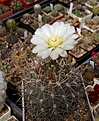 Нажмите на изображение для увеличения.

Название:	Gymnocalycium gibbosum.JPG
Просмотров:	169
Размер:	237.7 Кб
ID:	353555