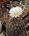 Нажмите на изображение для увеличения.

Название:	Gymnocalycium gibbosum.JPG
Просмотров:	129
Размер:	237.7 Кб
ID:	353555