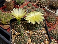 Нажмите на изображение для увеличения.

Название:	Gymnocalycium leeanum.JPG
Просмотров:	173
Размер:	247.1 Кб
ID:	353556