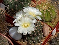 Нажмите на изображение для увеличения.

Название:	Gymnocalycium andreae  v.svecianum.JPG
Просмотров:	163
Размер:	238.0 Кб
ID:	353558
