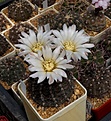 Нажмите на изображение для увеличения.

Название:	Gymnocalycium taningaense P212 (2).JPG
Просмотров:	168
Размер:	244.5 Кб
ID:	353559