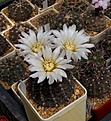 Нажмите на изображение для увеличения.

Название:	Gymnocalycium taningaense P212 (2).JPG
Просмотров:	126
Размер:	244.5 Кб
ID:	353559