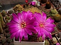 Нажмите на изображение для увеличения.

Название:	Sulcorebutia tarabucoensis ssp.patriciae.JPG
Просмотров:	857
Размер:	244.3 Кб
ID:	353562